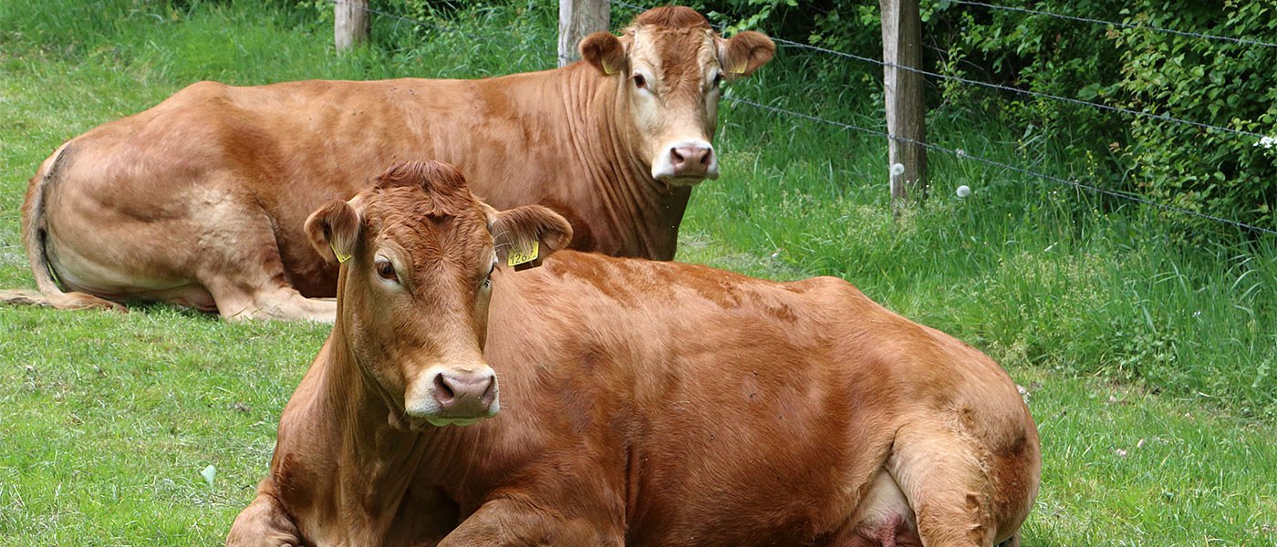 Αθ. Κουτίνας: Τι πρέπει να αλλάξει για να γίνει βιώσιμη η βοοτροφία κρεατοπαραγωγής