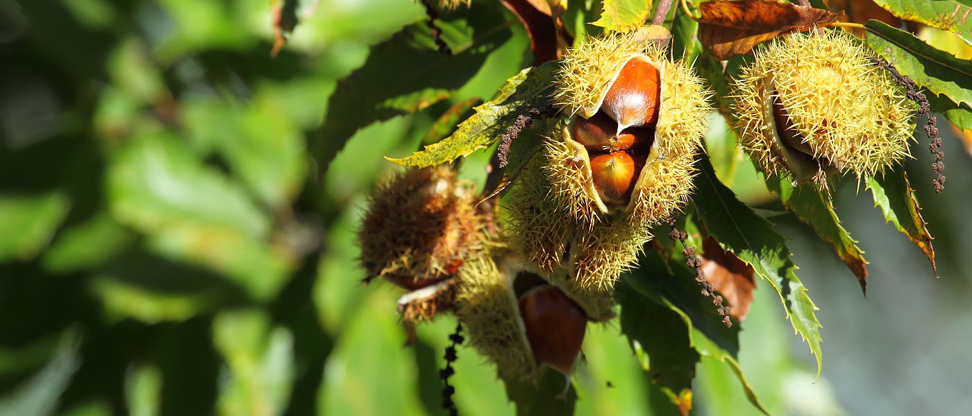 Σε λίγες ημέρες ξεκινά το μάζεμα του κάστανου που έχει μικροκαρπία φέτος αλλά και υψηλή ζήτηση