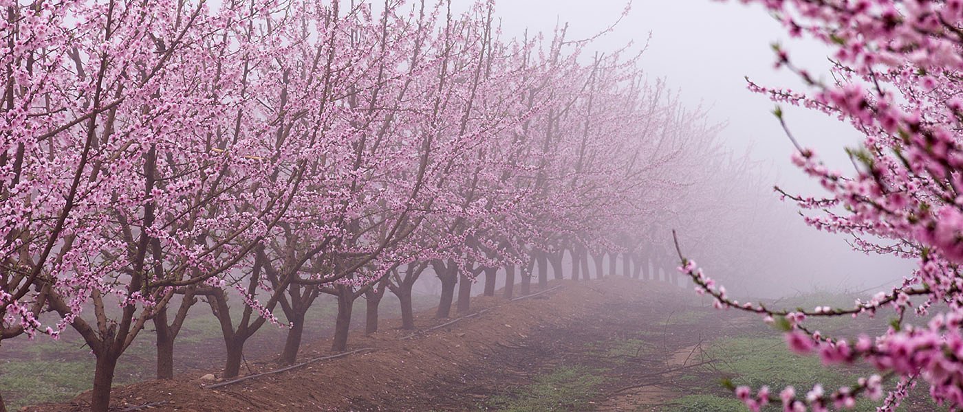 Ροδακινιές: Κλαδέματα και ψεκασμοί για εξωασκό, οι θερμοκρασίες έφεραν πρόωρη ανθοφορία