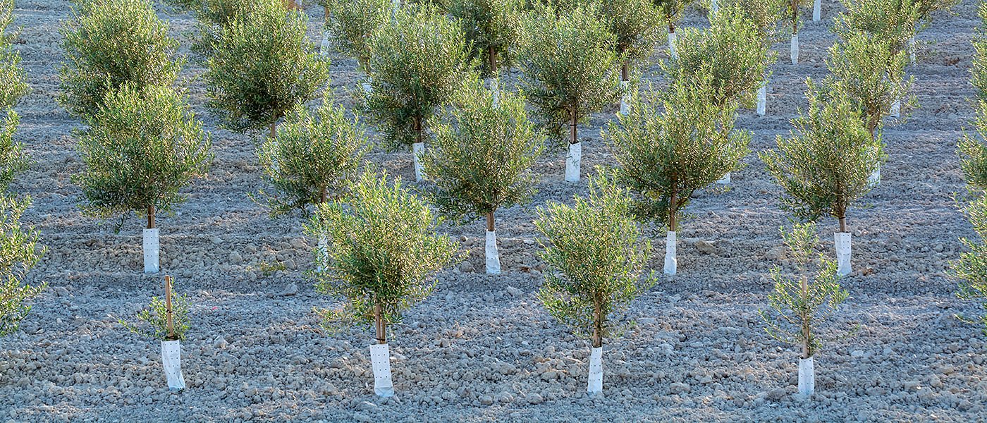 Πρόγραμμα αναφύτευσης ελαιώνων με επιδότηση προτείνει η Ελλάδα στη νέα ΚΑΠ