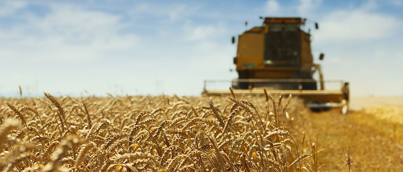 Σε ελεύθερη πτώση το σκληρό στην Ιταλία, για κερδοσκοπία μιλούν οι παραγωγοί