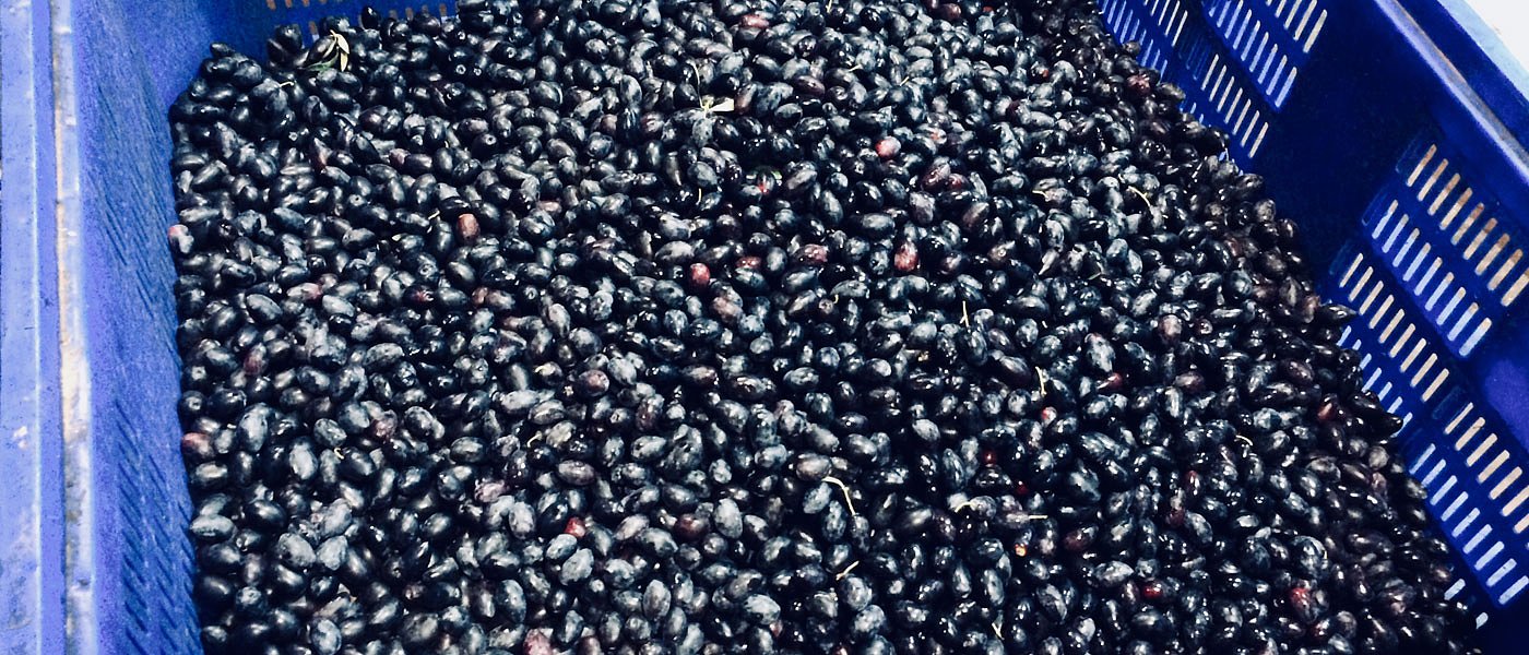 Σε δημοπρασία βγάζει 71,5 τόνους φετινής Καλαμών ο ΑΣ Πετρίνας