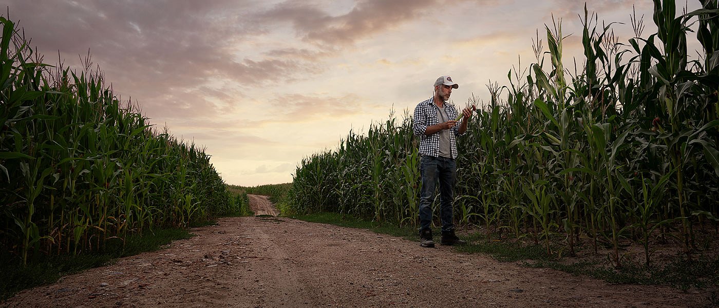 Νερά και πότισμα κλειδί για συνδεδεμένη στο καλαμπόκι, ενημέρωση ζητούν οι παραγωγοί