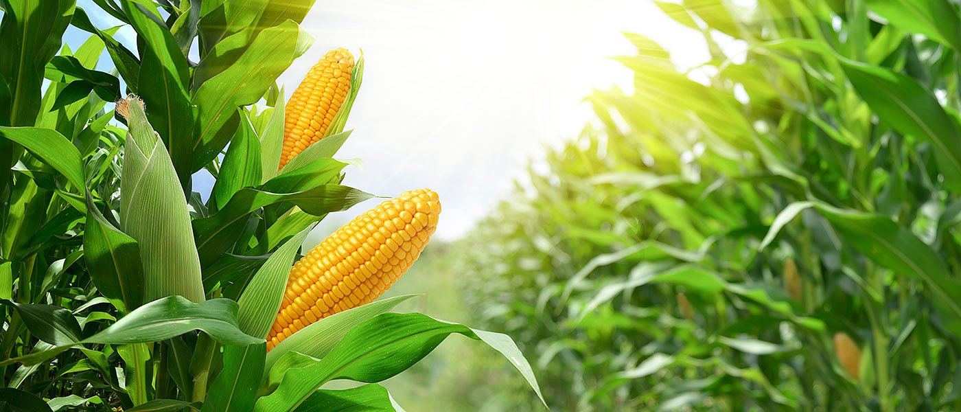 Για δύο ημέρες μένουν χωρίς αποζημιώση ΕΛΓΑ παραγωγοί καλαμποκιού