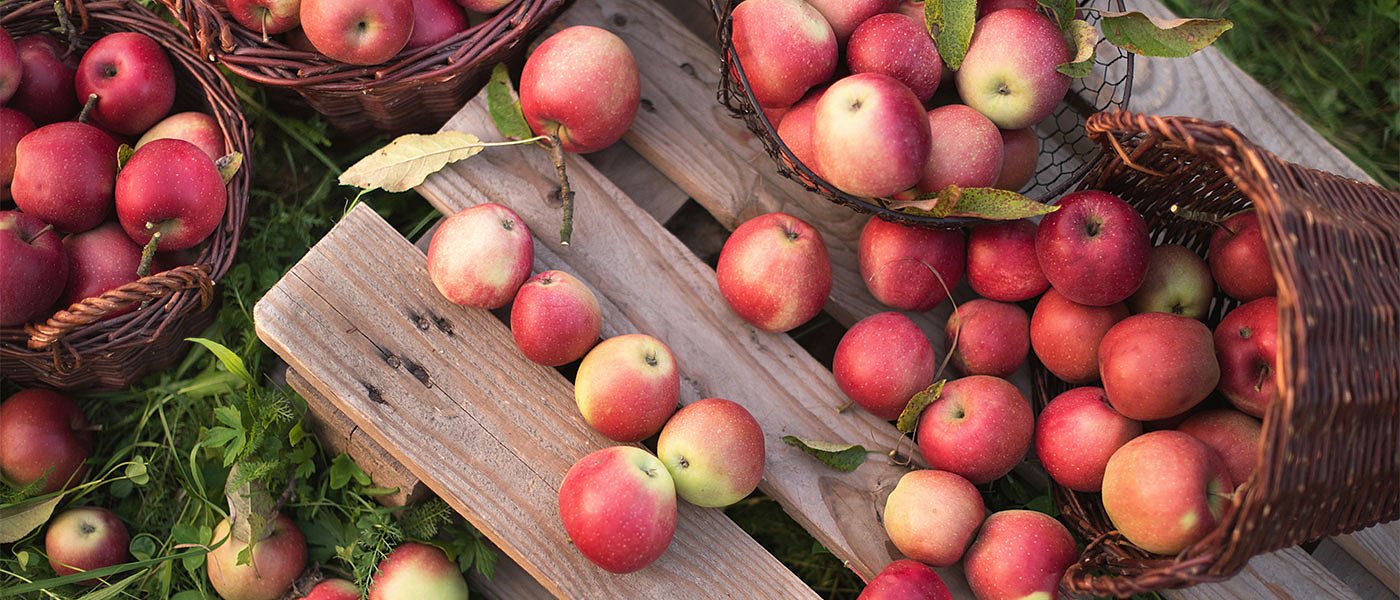 Ενίσχυση της καλλιέργειας μήλων των ορεινών περιοχών της Αχαΐας