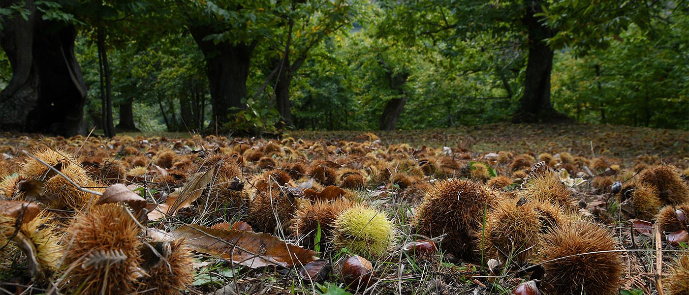 Κάστανα: Λιγοστή η φετινή σοδειά, προβλήματα καιρού, εχθρών και ασθενειών