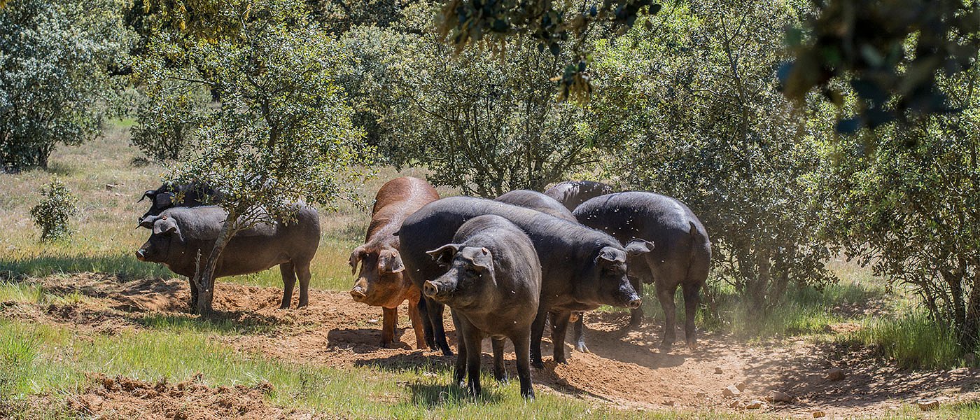 Aνάκληση ή τροποποίηση ΚΥΑ βοσκότοπων ζητά η ΕΔΟΚ, υποσχέσεις ΥπΑΑΤ για αλλαγές