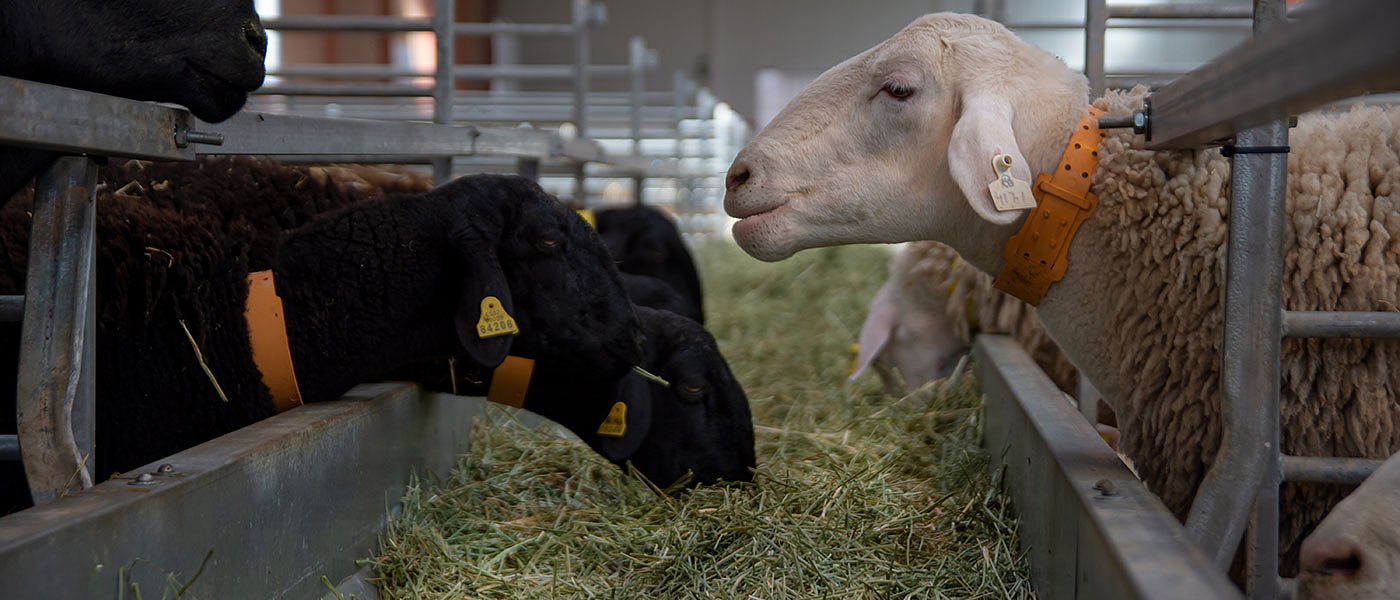 Αυξημένες ανάγκες για ζωοτροφές λόγω βροχοπτώσεων και μείωση παραγωγής γάλακτος
