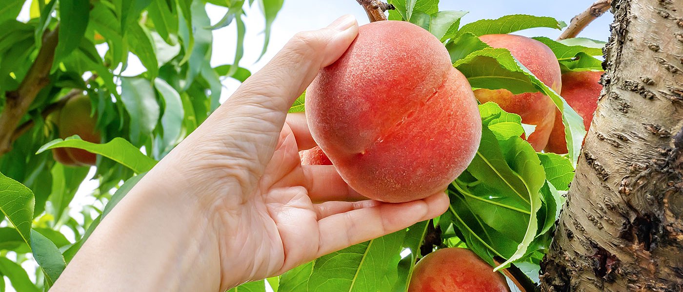 Δεν έχουν γεωπόνους στον ΕΛΓΑ για να κάνουν τις εκτιμήσεις ζημιών