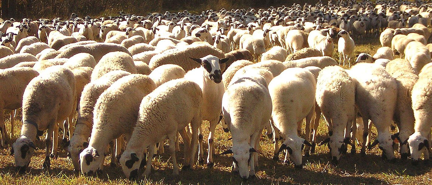 Δεν πέρασε ποτέ στο νησί η αύξηση τιμών αιγοπρόβειου γάλακτος φωνάζουν οι Κρητικοί