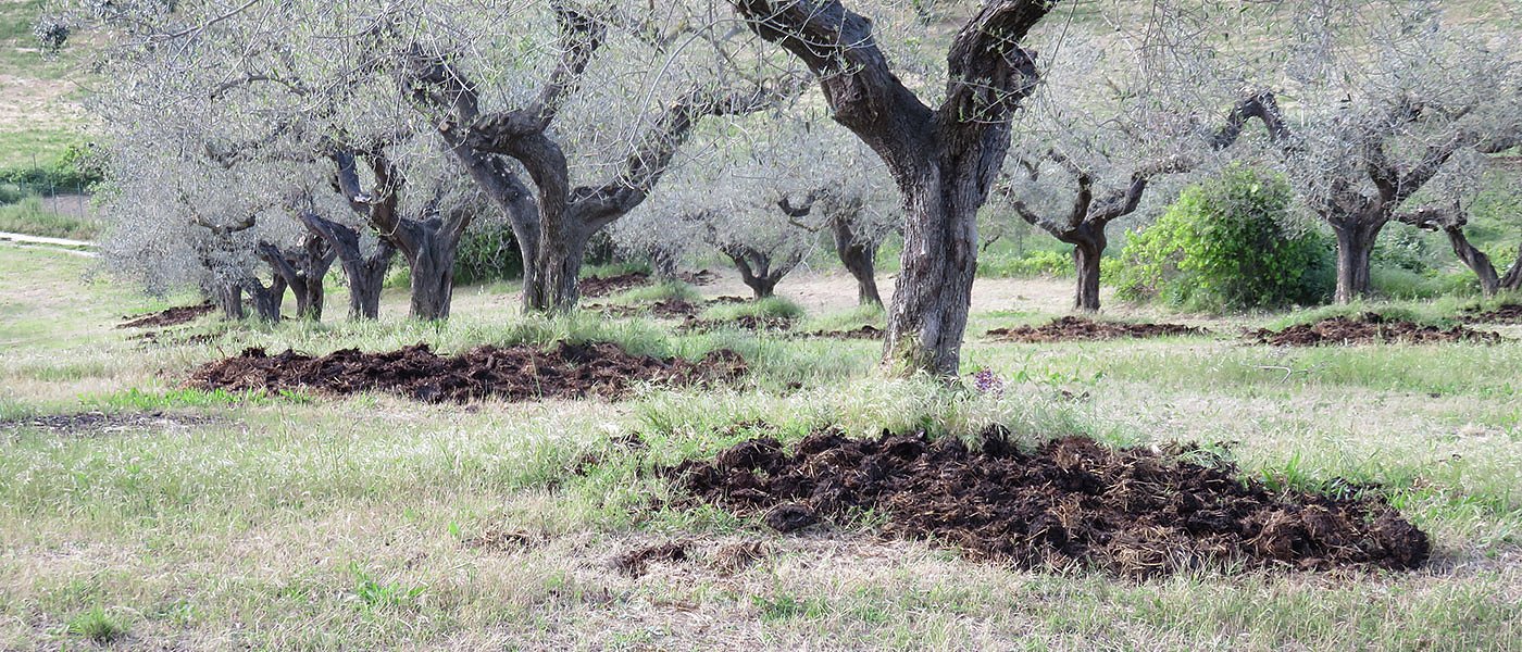 Η λίπανση της Κορωνέϊκης, της βιολογικής ελιάς Χαλκιδικής και της Καλαμών