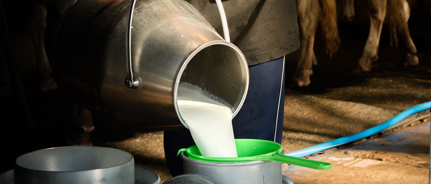 Στο σκοτάδι για τη νέα χρονιά οι αιγοπροβατοτρόφοι Κεφαλονιάς, κάθετη πτώση στο γάλα