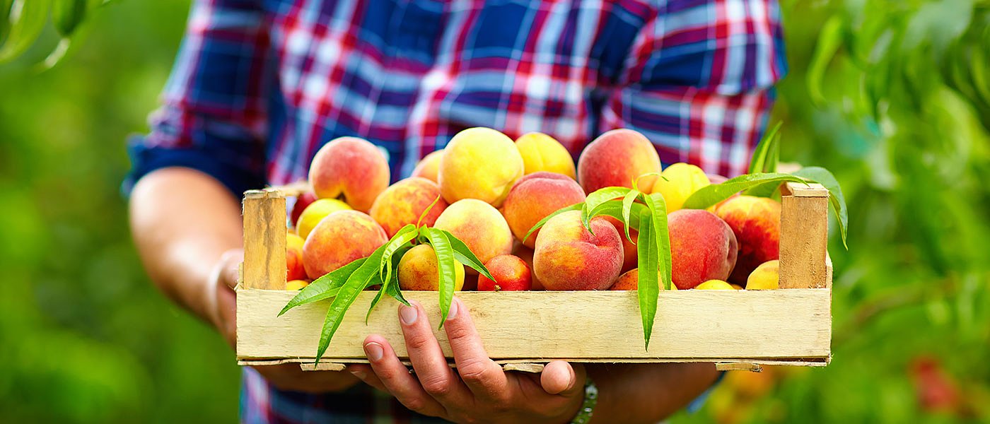 Τι αποφασίστηκε στην σύσκεψη Σταμενίτη με Μπενάκειο για τα παραμορφωμένα ροδάκινα