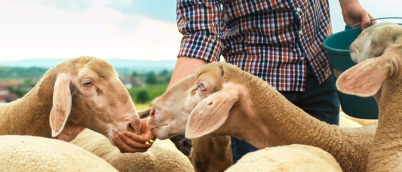 Αυτάρκεια στις ζωοτροφές με βοήθεια ΚΑΠ και απεμπλοκή από εισαγωγή σόγιας