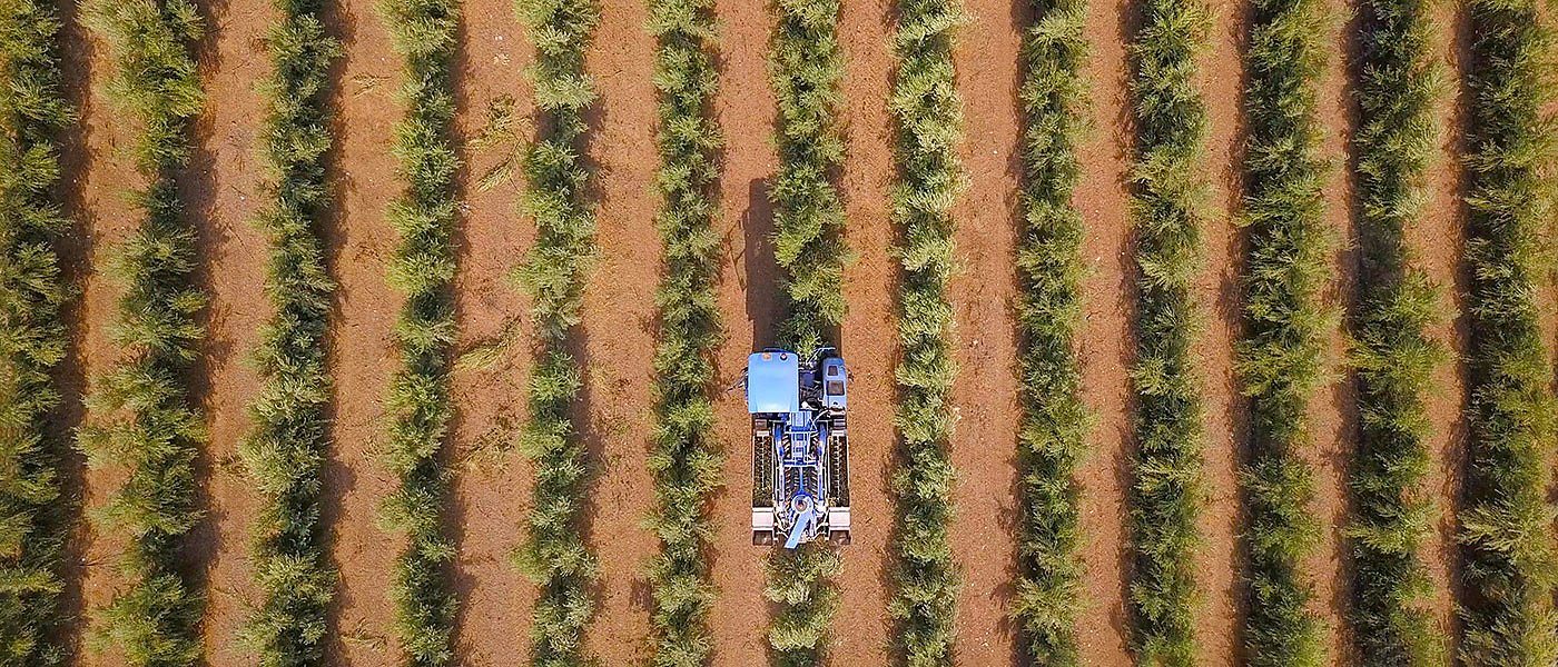 Επίσημες προβλέψεις της φετινής παραγωγής ισπανικού ελαιολάδου ανακοίνωσε ο Λουίς Πλάνα