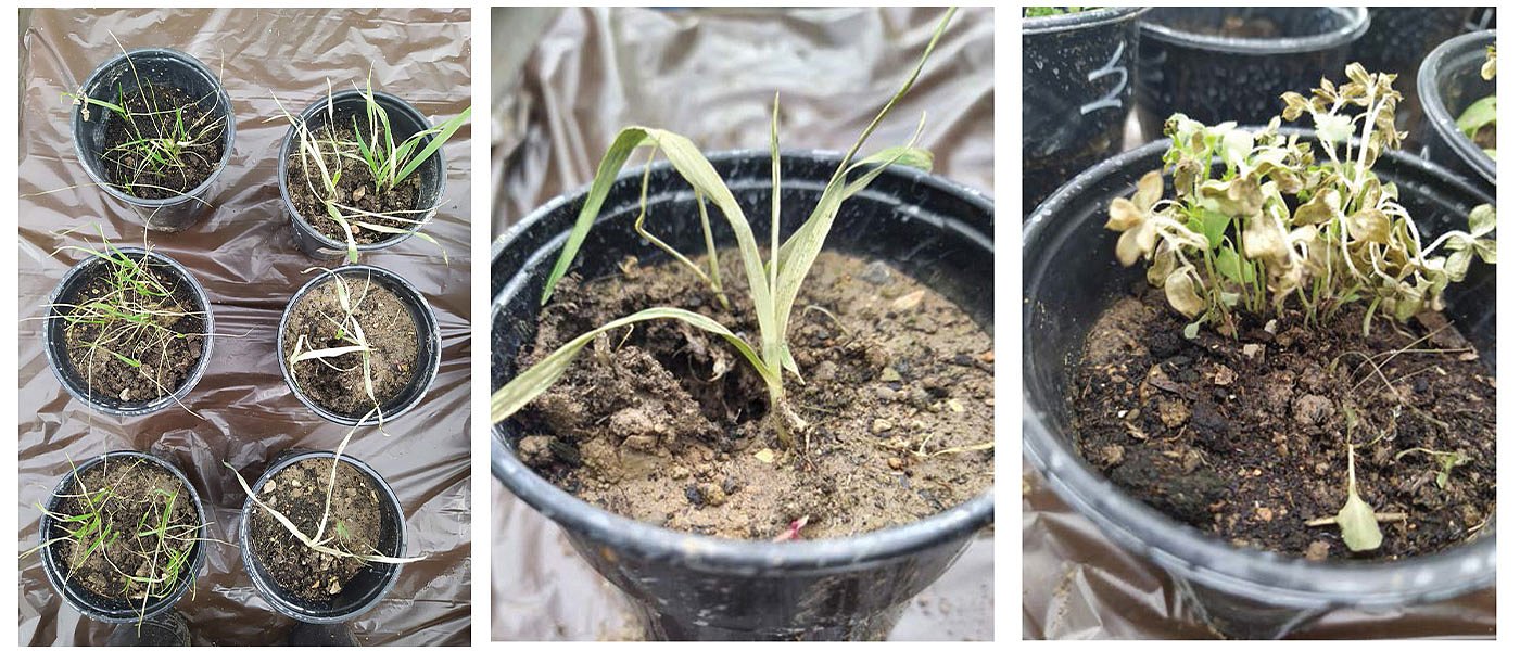 Πελαργονικό οξύ και αξιολόγηση της δράσης διαφορετικών σκευασμάτων του έναντι ζιζανίων