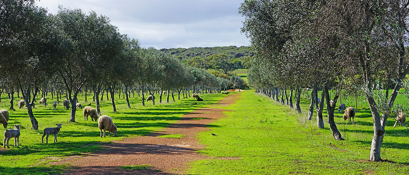 Έρχεται επιδότηση κτηνοτρόφων για αγορά ζώων και οικονομική στήριξη σε ελαιοπαραγωγούς