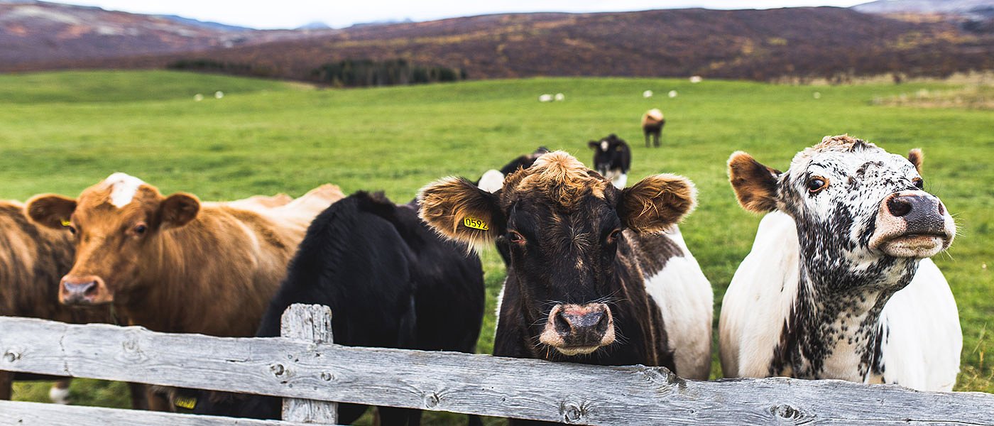 Όχι στην τεχνική λύση για τα βοσκοτόπια λέει και η Περιφέρεια Δυτικής Ελλάδος