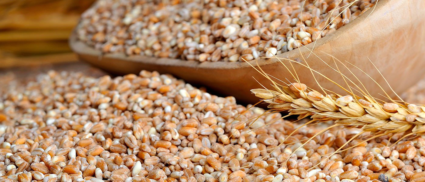 Από τον ΑΣ Πλατυκάμπου η υψηλότερη τιμή στο σκληρό σιτάρι, νέες επενδύσεις