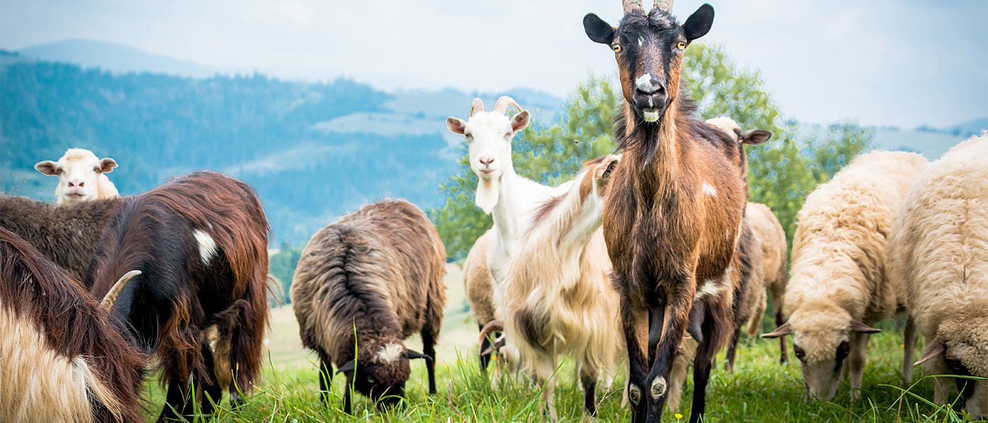 Στον αυτόματο βοσκοτόπια για πληρωμή Oικολογικών, θέμα με ασυμβατότητες και μεταβιβάσεις