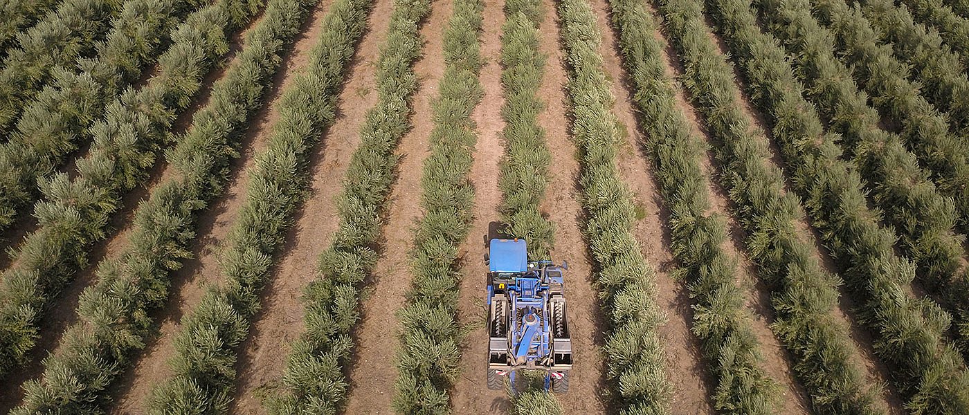 Η ελαιοκαλλιέργεια περνά στα χέρια των μεγάλων παραγωγών στην Ισπανία