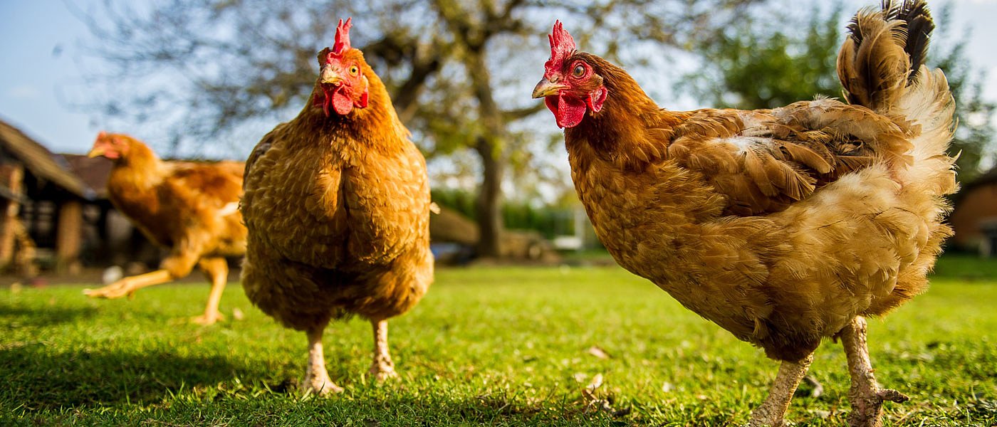 Νέα μέθοδος ανίχνευσης της προέλευσης και της ποιότητας ενός κοτόπουλου