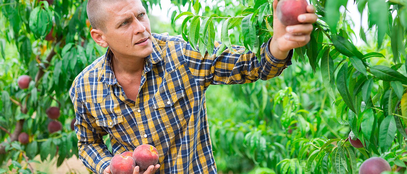 Βγήκαν στην αγορά υπερπρώιμα ροδάκινα Ελλάδας και Ισπανίας, κερδίζουμε σε ποιότητα