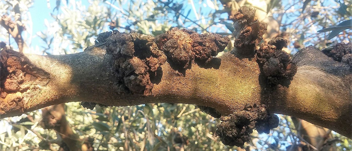 Ασθένειες ελιάς: το πρόβλημα της Kαρκίνωσης