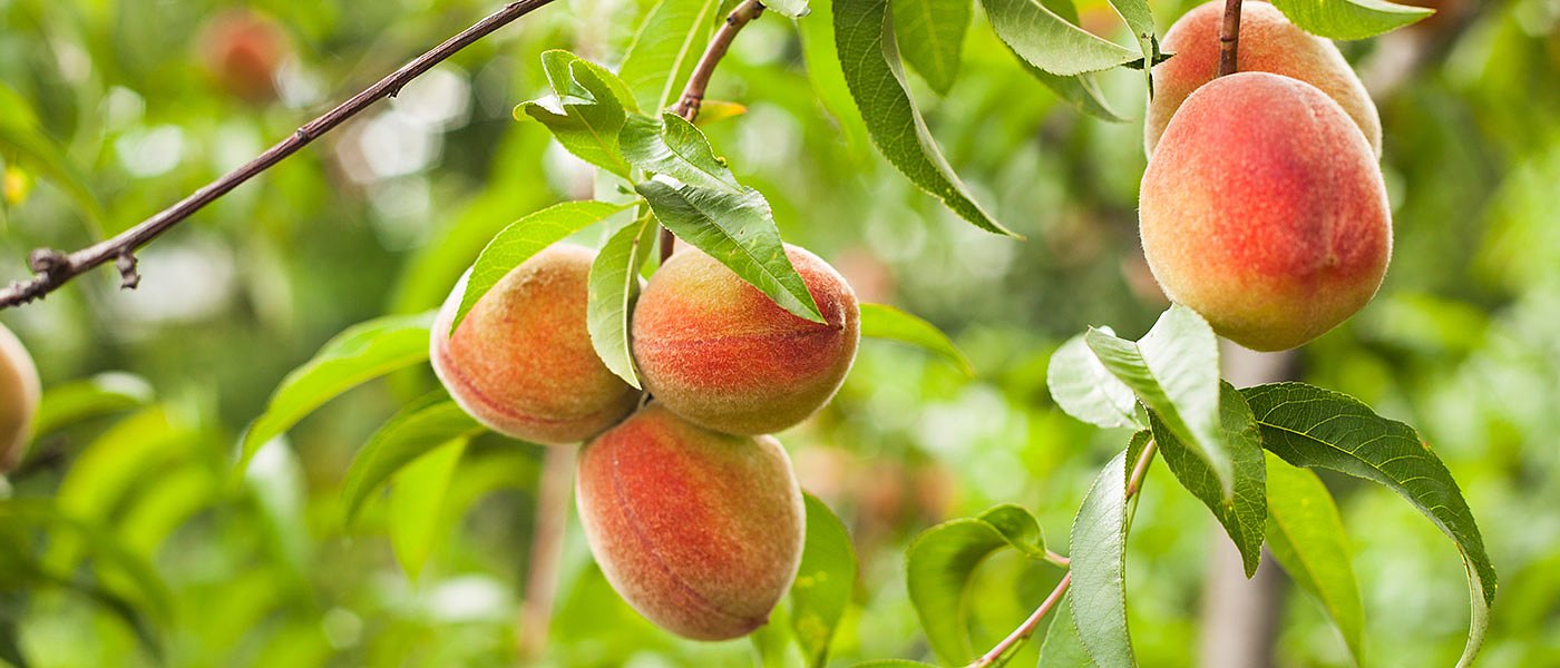 Παράταση ημερομηνίας υποβολής των παραστατικών πληρωμής για το ΚΟΜΦΟΥΖΙΟ