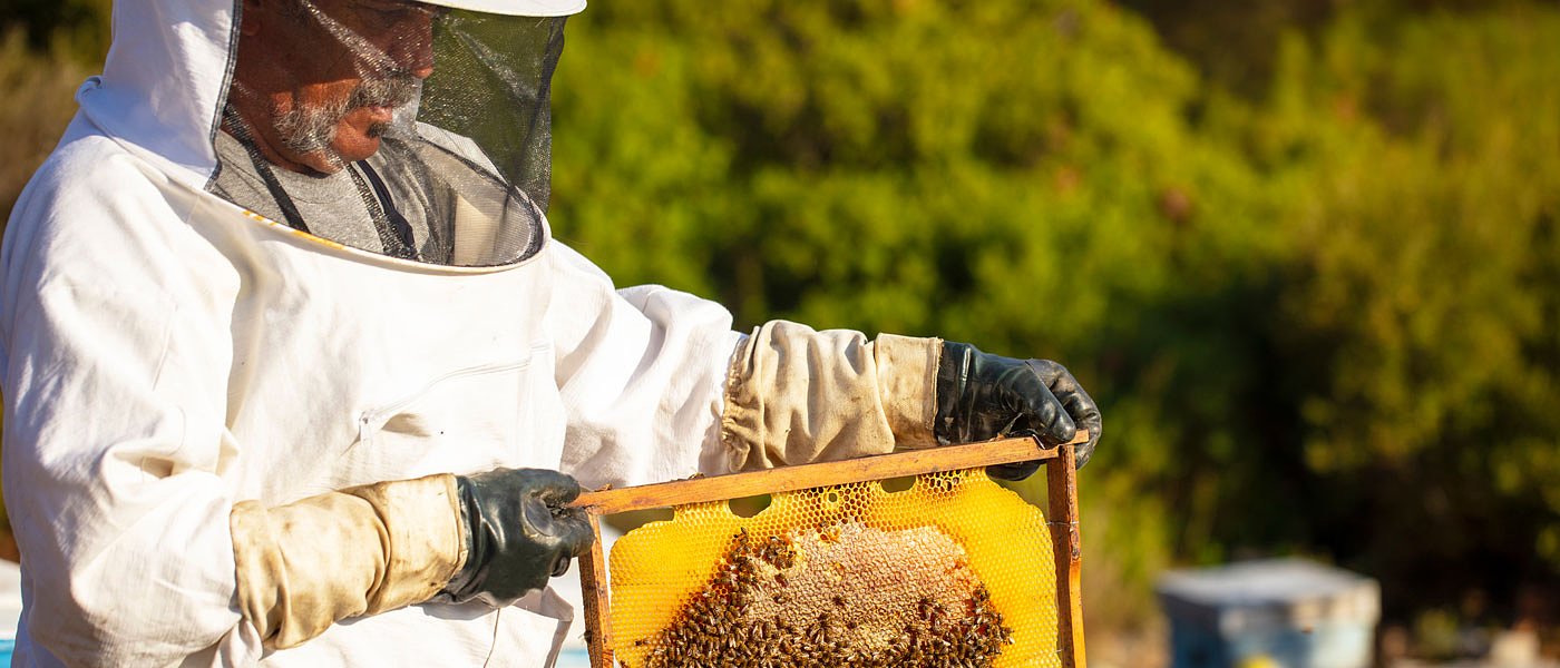 Από 1η Σεπτεμβρίου ξεκίνησαν δηλώσεις μελισσοκόμων για κατεχόμενες κυψέλες, τι ισχύει