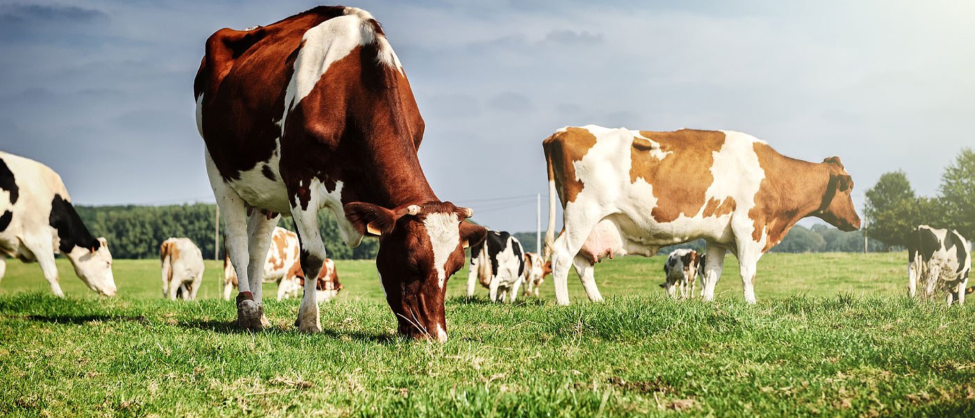 Ακόμη μια σύμβαση Σχεδίου Βόσκησης, επιφύλαξη κτηνοτρόφων για επιλεξιμότητα βοσκοτόπων