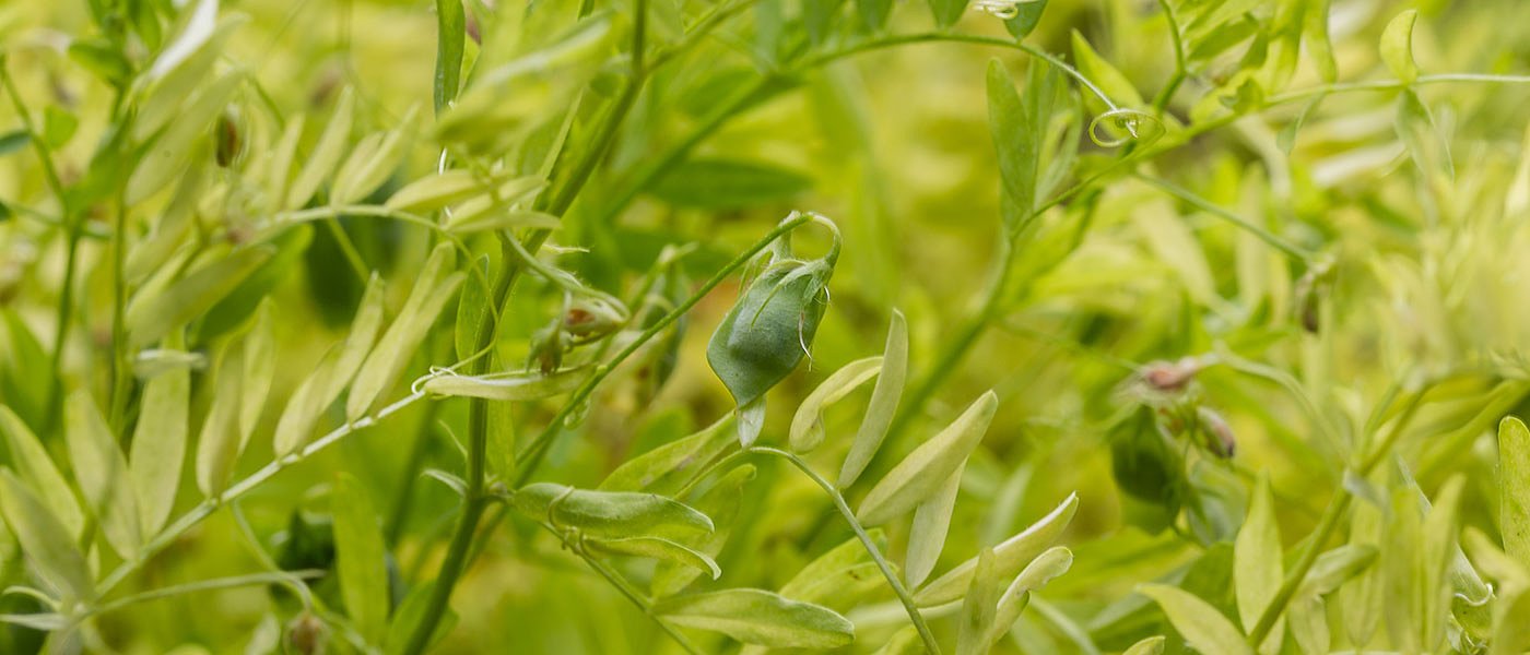 Πολλά προβλήματα δημιουργεί ο καιρός και στις καλλιέργειες φακής
