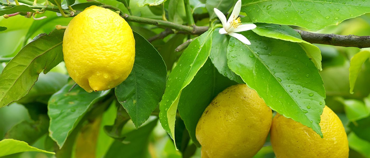 Lemons get rotten on trees, prices are very low and below cost