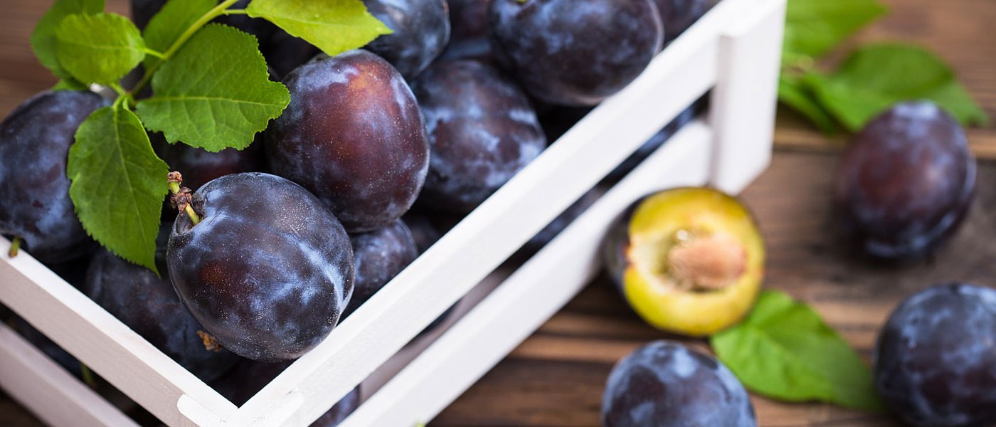 Τα δαμάσκηνα είναι η καλλιέργεια που επλήγη περισσότερο από τους παγετούς