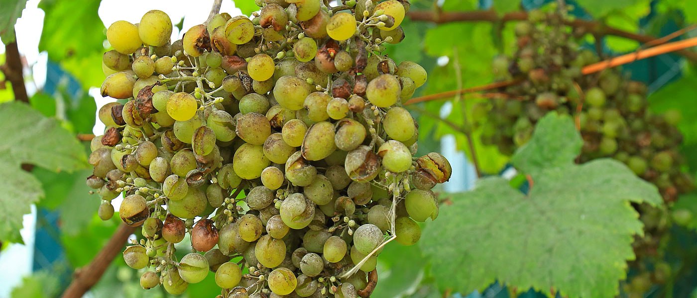 Αμπέλι: κρίσιμο το στάδιο του γυαλίσματος, κίνδυνος προσβολής από ωίδιο