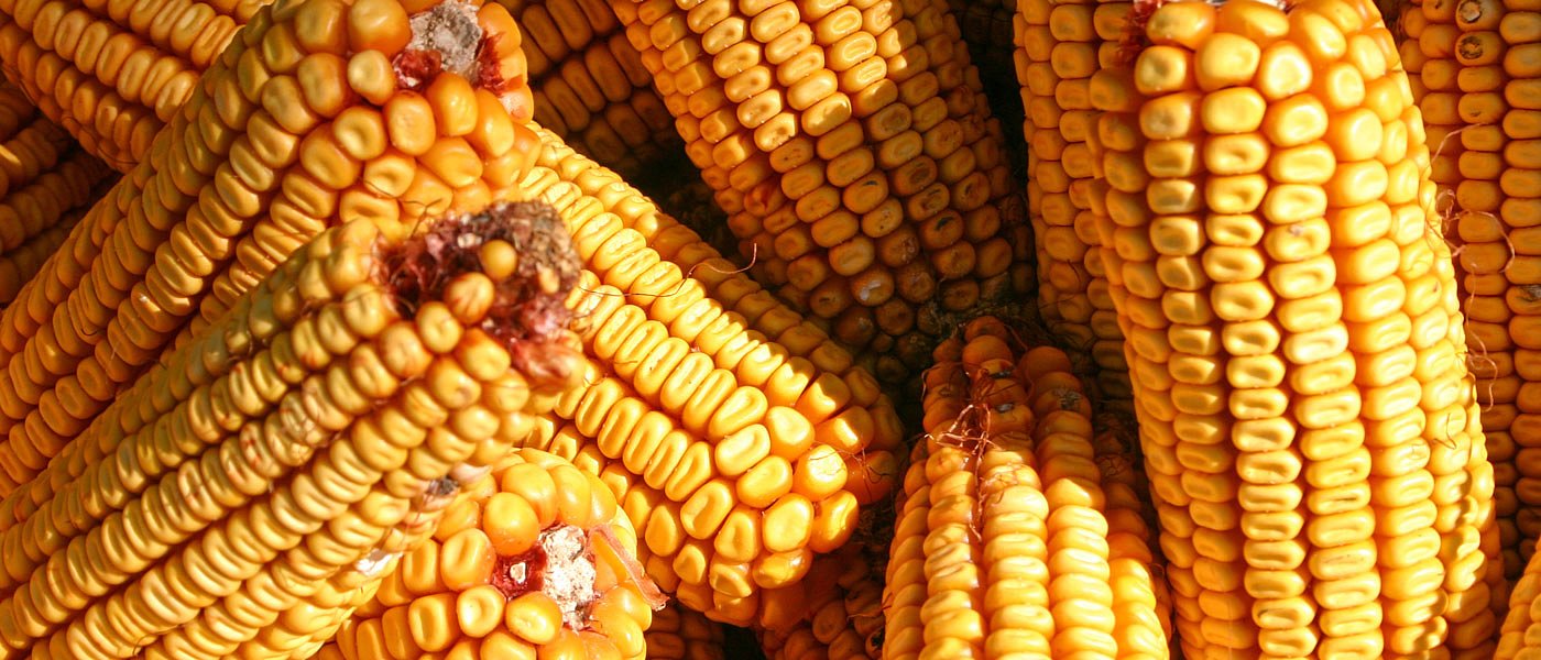 Σταματά τις εξαγωγές σιταριού και καλαμποκιού η Μολδαβία, ντόμινο αυξήσεων στην αγορά