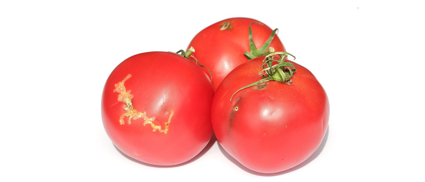 Έρευνα: Λανθασμένες πρακτικές φυτοπροστασίας στην αντιμετώπιση του Tuta absoluta σε θερμοκηπιακή καλλιέργεια τομάτας