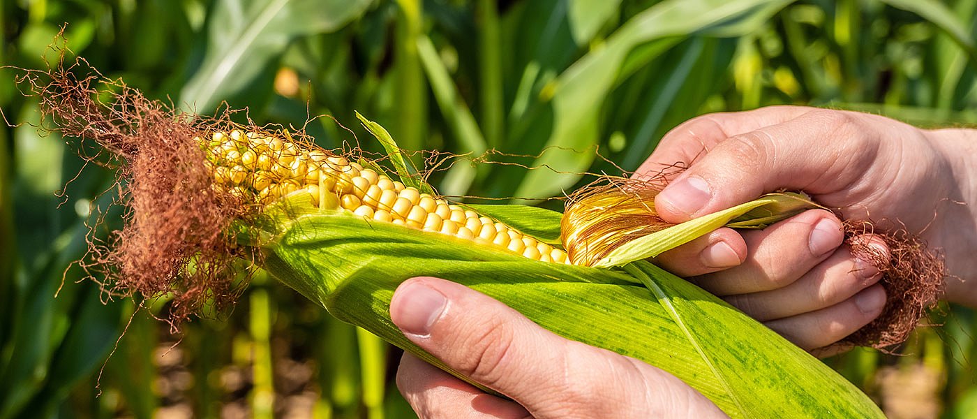 Μείωση πλαφόν για συνδεδεμένη αραβόσιτου, τι συμβαίνει με ιδιοπαραγωγή κτηνοτρόφων