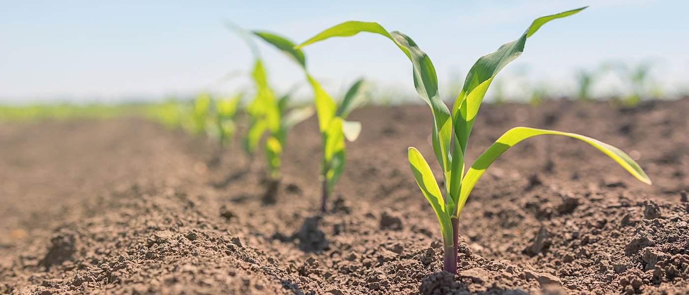 Καλαμπόκι: Ποιες είναι οι πρώτες ενδείξεις για τις εκτάσεις τη φετινή χρονιά