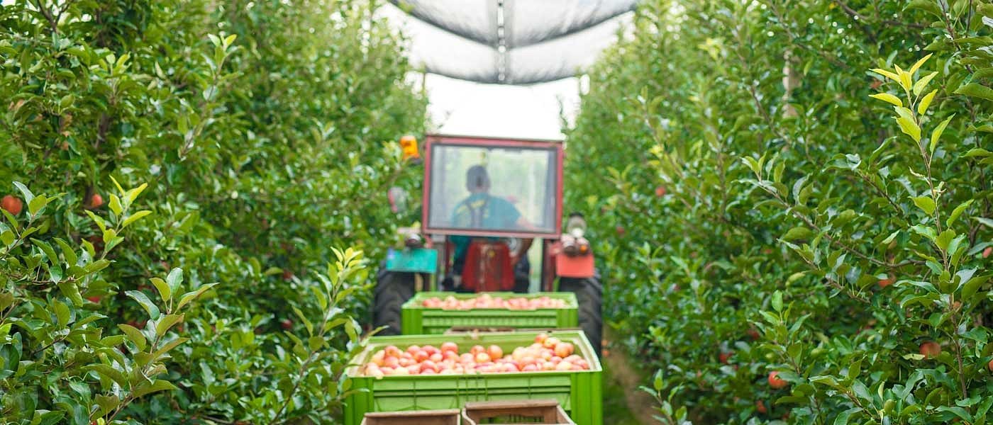 Στο 61,8 η μέση βάση ένταξης στα Σχέδια ως ώρας, ποιες περιοχές - καλλιέργειες σάρωσαν