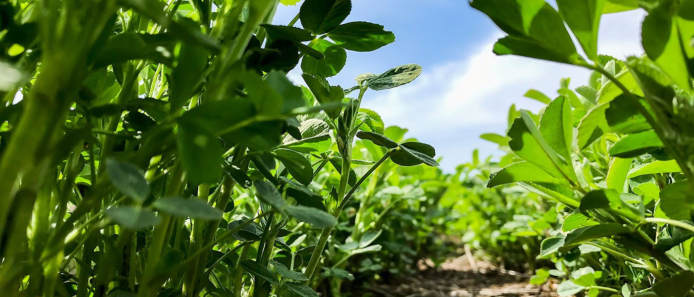 50% κάτω φέτος οι αποδόσεις στα τριφύλλια, που μπήκαν στο παιχνίδι των προ-πωλήσεων