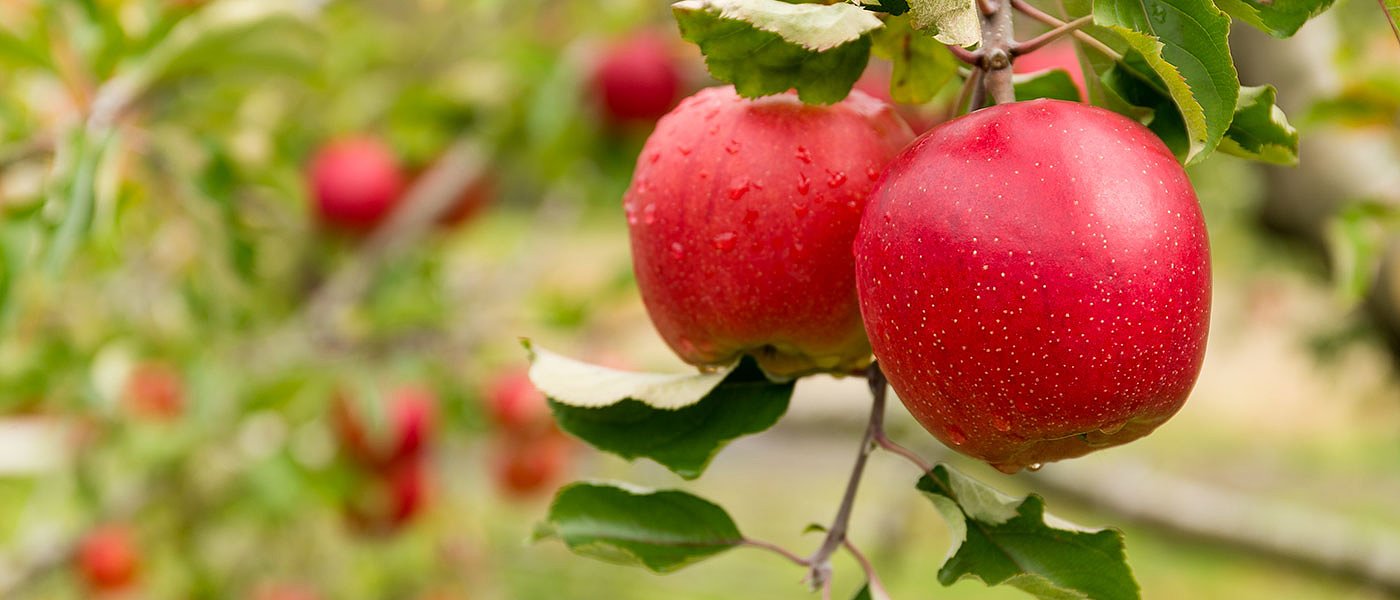 Μήλα Στάρκιν: 35 λεπτά το κιλό τιμή παραγωγού και πάνε 1,70 ευρώ στην λιανική