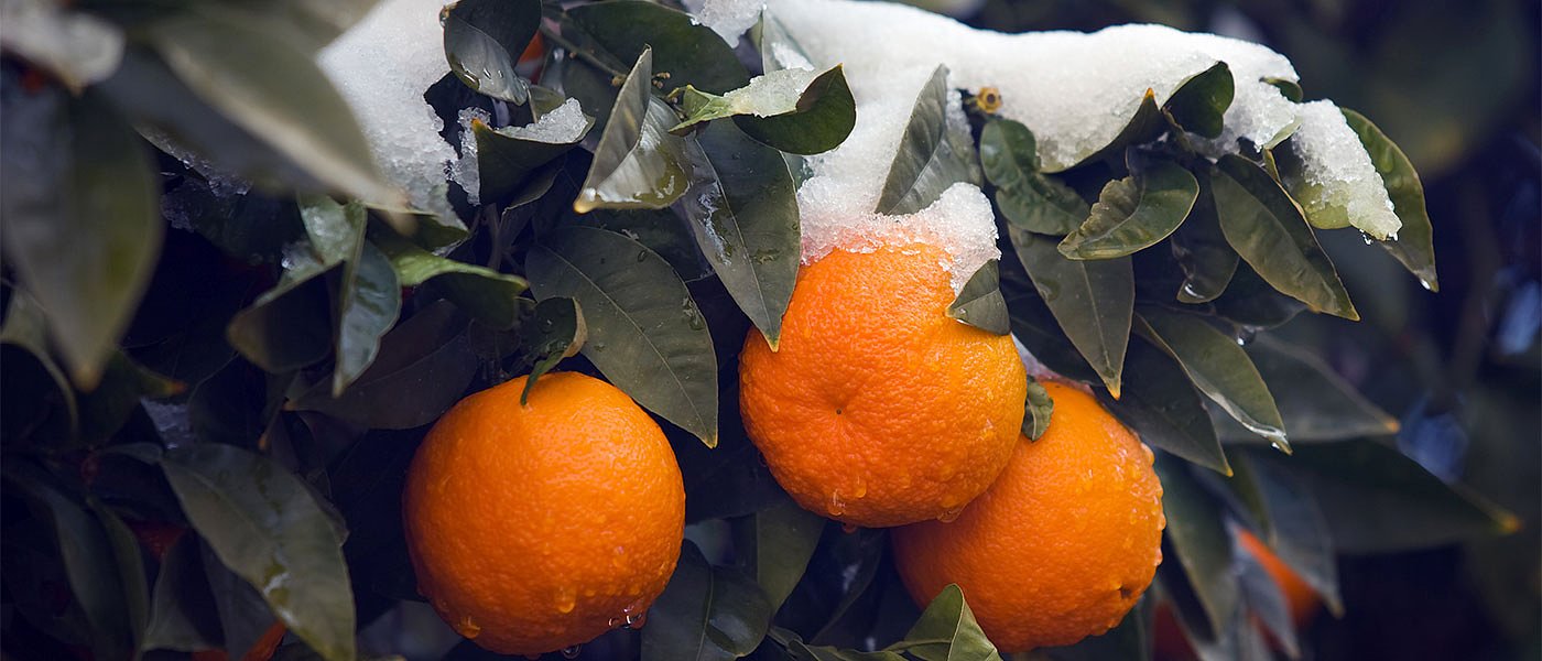 Καταστροφή στην Αργολίδα από παγετό, χωρίς ρεύμα έμειναν τα αντιπαγετικά