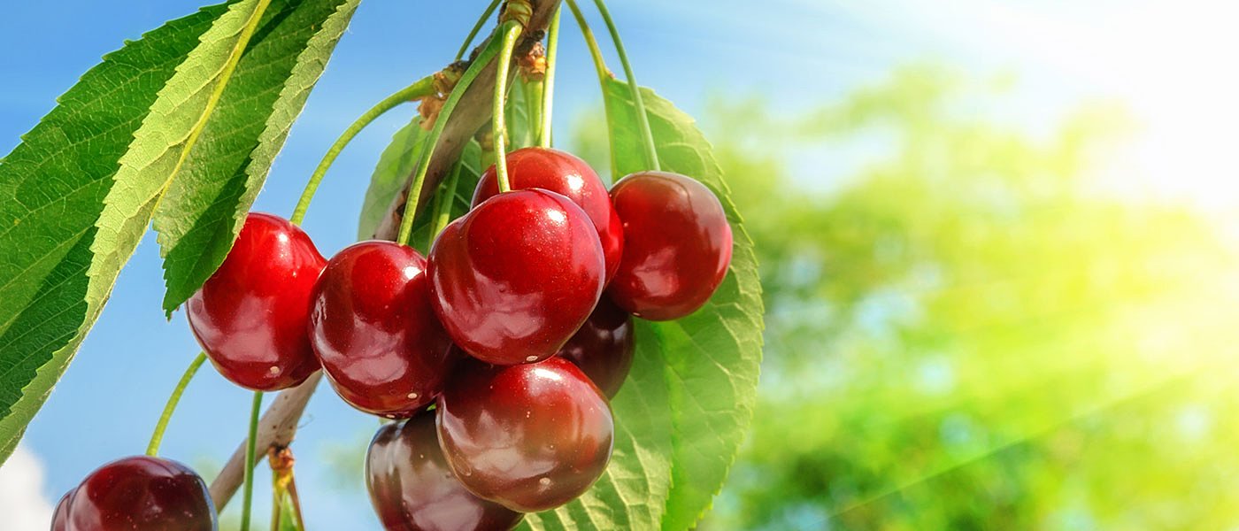 Τα έξοδα τρέχουν για τους κερασοπαραγωγούς, μόνο υποσχέσεις ακούνε από το ΥπΑΑΤ