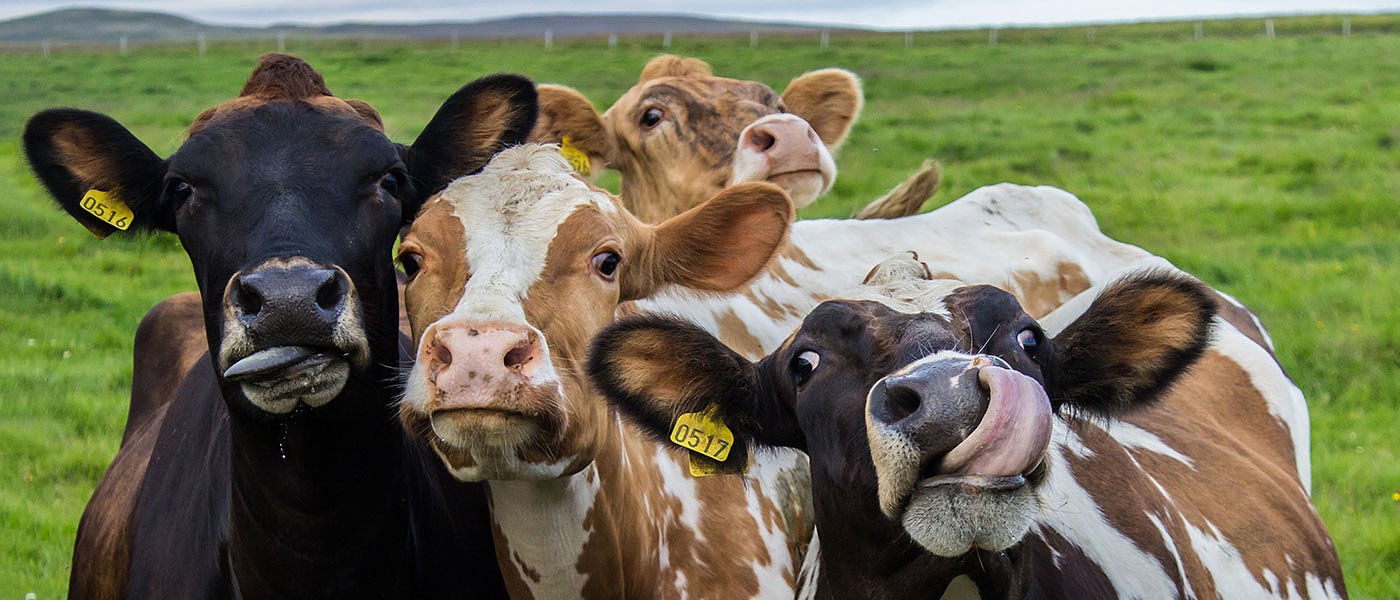 Κτηνοτρόφος πήγε στα δικαστήρια κατά του ΟΠΕΚΕΠΕ για πληρωμή του 2011 και δικαιώθηκε