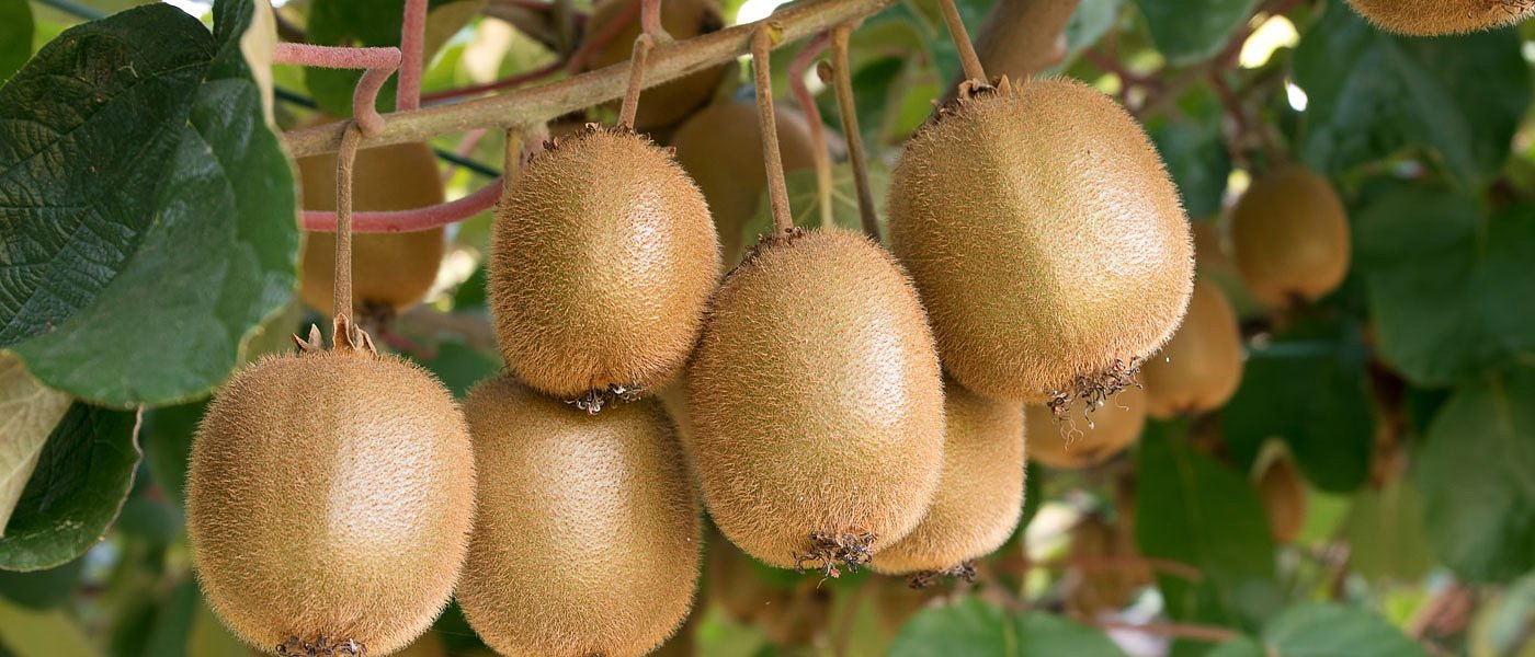 Θερίζει τα ακτινίδια της Ιταλίας η ασθένεια moria