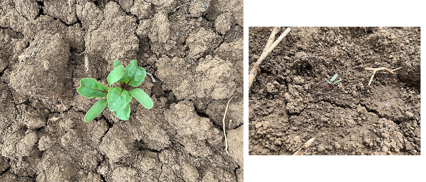 Οι απαιτήσεις της ανοιξιάτικης καλλιέργειας παντζαριού