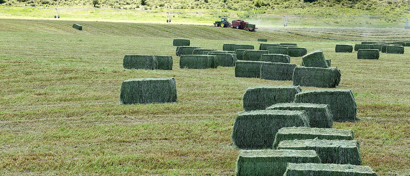 Πάνω από 12.000 τόνοι τριφύλλια απούλητα στις αποθήκες στον Έβρο λόγω καραντίνας