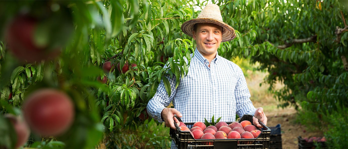 Παράταση στις αιτήσεις και στη διαμονή των εργατών γης ζητούν οι δεντροκαλλιεργητές