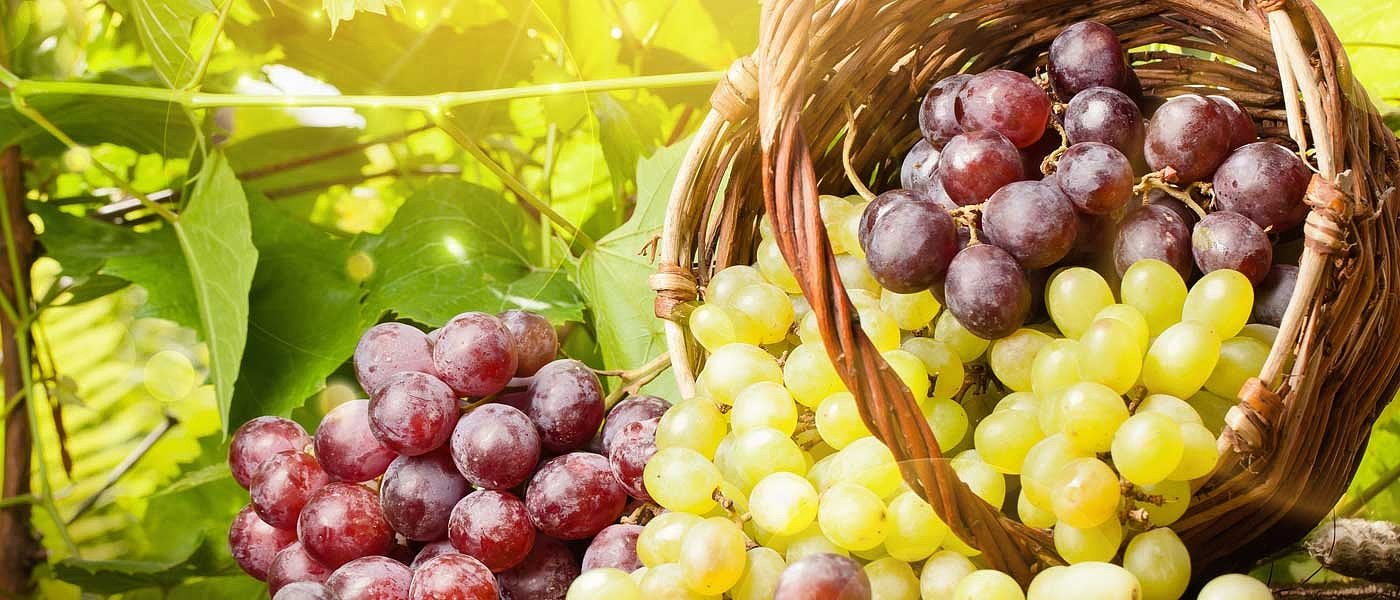 Brexit χωρίς συμφωνία πρόβλημα στις ελληνικές εξαγωγές, ποια οπωροκηπευτικά απειλούνται